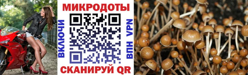 mega зеркало  Алатырь  Галлюциногенные грибы Psilocybe 